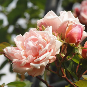 Portocaliu - roz - trandafiri tîrîtori și cățărători, Rambler